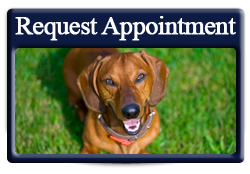 request appointment