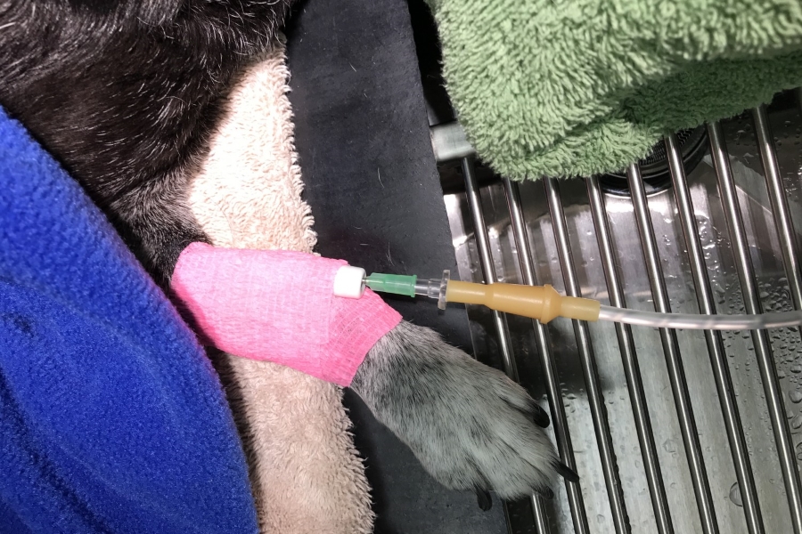 Catheter placement for anesthesia during dental treatment at Faclon Pass Animal Hospital