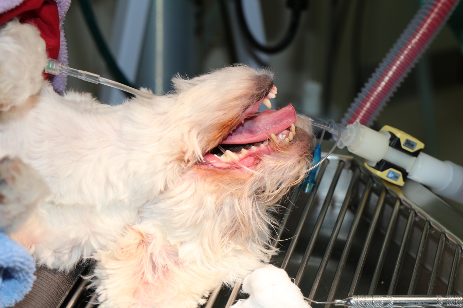 Anesthesia for Dental Treatment at Falcon Pass Animal Hospital in Clear Lake Area of Houston